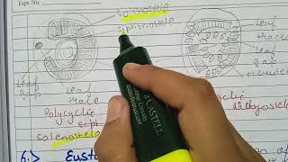 SolanosteleEctophloicAmphiphloic solenosteleDictyostelePolycyclic steleEustelePolystele detail [upl. by Carmelita]