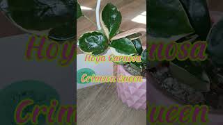 Hoya Carnosa Crimson Queen 👑 🪴 healthy happy houseplants shortsvideo [upl. by Brause310]