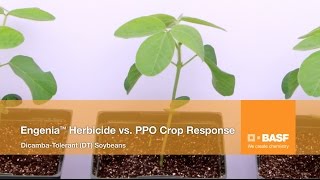 See how Engenia® Herbicide Stacks Up Against PPO Herbicides [upl. by Muscolo805]