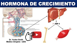 HORMONA DE CRECIMIENTO GENERALIDADES ¡FÁCIL [upl. by Sikes251]