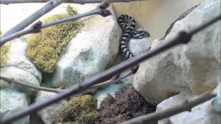 FourLined snake Elaphe quatuorlineata vivarium with fake stone wall [upl. by Akcimehs]