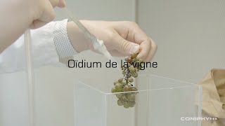 Analyse de loïdium sur la vigne [upl. by Lasko]