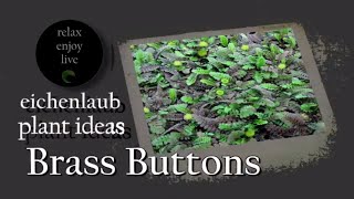 Landscaping Ideas  groundcover  Brass Buttons [upl. by Philip]