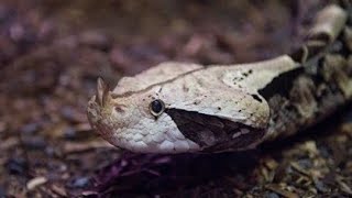 Gaboon Viper Snake 🐍  4K Resolution Video CuteBabyAnimals [upl. by Aiz]