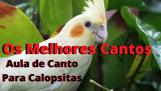 Melhores Cantos Para Ensinar Calopsita Deixe Sua Calopsita Cantando Muito [upl. by Atiroc]