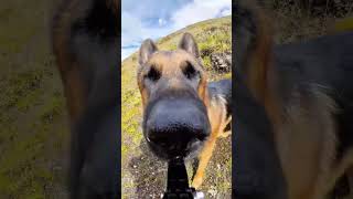 I will never get tired of watching these snoot cam videos 🤣🐶dog funny y [upl. by Yeta]