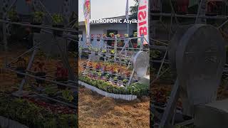 Hydroponic Bergoyang farming [upl. by Walther]