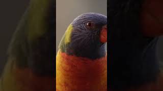 Rainbow Lorikeets Closeup lorikeet birds beautifulcreatures [upl. by Otnas]