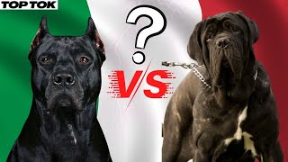 CANE CORSO VS MASTINO NAPOLETANO [upl. by Atika]