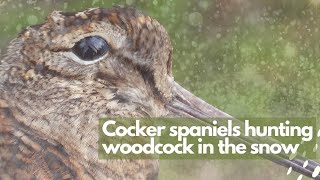 Cocker Spaniels hunting Woodcock in the snow [upl. by Akeim]