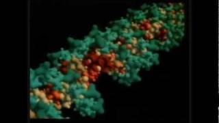 Replicación del ADN [upl. by Noyr]