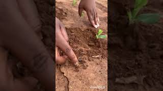 Managing cutworms in the oldest block of SC 419 in Mpongwe Zambia 🇿🇲 [upl. by Zorine640]