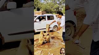 Helping animals 😊ytshorts help helping comedy shortsvideomonkey monkeyloveshorts [upl. by Leiru]