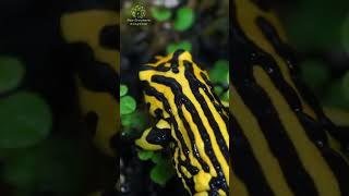 Warning DONT TOUCH  Corroboree Frog [upl. by Putscher]