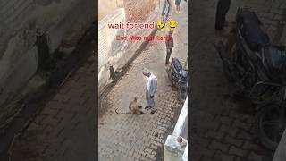 Dont Miss the End  Langoor Bandar vs Dada 🤣😂  Monkey Attack in Shahzadpur youtubeshorts viral [upl. by Anilek257]