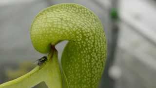 Fly walks into the head of a Cobra Lily Carnivorous Plant [upl. by Innoc]