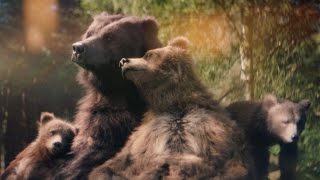 Center Parcs TV Advert 2015 – Bears [upl. by Chrystal]