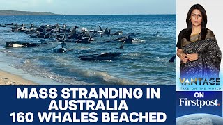 160 Whales Beach Themselves on Western Australian Coast  Vantage with Palki Sharma [upl. by Mattias]