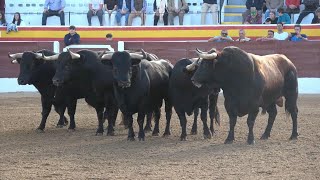 DONDE VAN JUNTOS ESTOS TOROS ENCIERRO TOROS BRAVOS VILLAREJO DE SALVANES 2022 [upl. by Hsur]