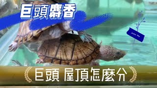 蛋龜來襲 巨頭麝香（Sternotherus minor ）蛋龜人氣王 屋頂龜 巨頭麝香 怎麼分？ [upl. by Bennion]