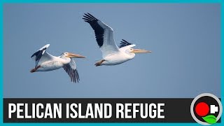 Pelican Island First National Wildlife Refuge [upl. by Maybelle696]