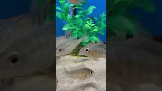 Geophagus Surinamensis amp L200 Green Phantoms relaxing nature tropicalfish aquarium um [upl. by Aikemet707]