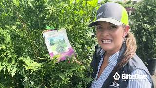 SiteOne Field Guide Deer Resistant Shrubs [upl. by Ettennod]