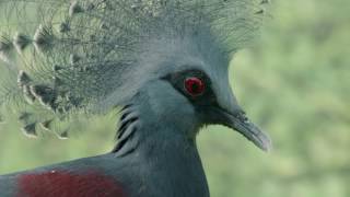 Victoria Crowned Pigeon [upl. by Mercedes]