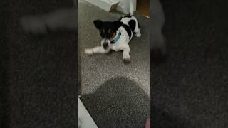 jack russell barking dog dogs puppy puppies pet pets funny funnyvideo cute happy sweet [upl. by Ymmij]