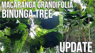 Binunga Tree Macaranga grandifolia Philippine Native Trees UPDATE [upl. by Iclek]