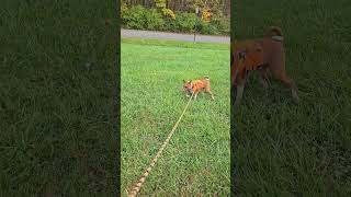 😟 stubborn basenji 13 basenji dogs shorts [upl. by Sioled]