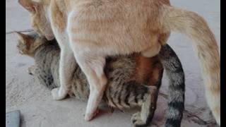 Decoding Feline Behavior Understanding Cat Mating [upl. by Longwood]