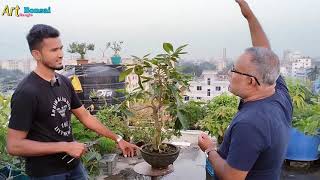 What does bonsai mean to be small  বনসাই মানেই কি ছোট হবে।।মহুয়া বনসাইMahua Madhuca longifolia [upl. by Ecinereb]