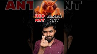 Red Ants vs Black Ants  Tamil  Veera Harisvar  tamil ants [upl. by Eikcir]