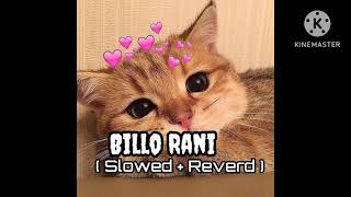 Billo Rani Lofi 🐱❤️💫 ll Slowed  Reverd  Trending Song  ll [upl. by Ventura845]