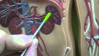 Anatomy and Physiology Lab Very quick Review of Arteries [upl. by Ahaelam]