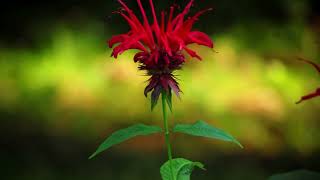 Monarda [upl. by Ellette]