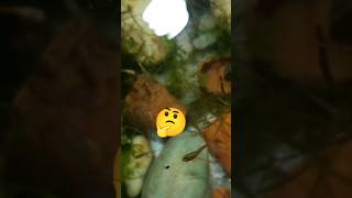 Maine apni fishes 🐠ke liye banaya kabhi na katham hone wala live food 🐛 guppy molly livefood [upl. by Belford884]