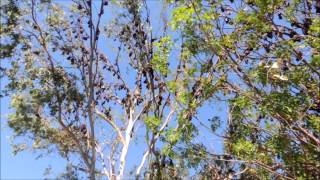 Little Red Flyingfox Pteropus scapulatus [upl. by Eanal]