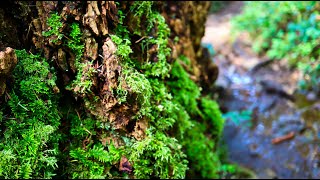 Ripple Rock Trail Campbell River BC Canada Cougars Bears and Abandoned Boats FlybyDrones [upl. by Agate]