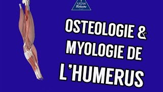 Anatomie 1  Ostéologie et myologie de lhumérus [upl. by Zeba301]