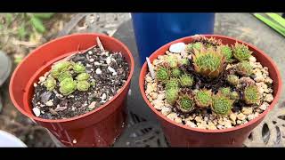 Repot Several Sempervivum Planter Arrangements [upl. by Sunil776]