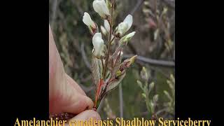 Amelanchier canadensis Shadblow Serviceberry [upl. by Lewanna]