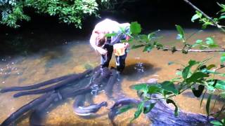 Stephanie Bowman feeding eels at Pukaha [upl. by Won849]