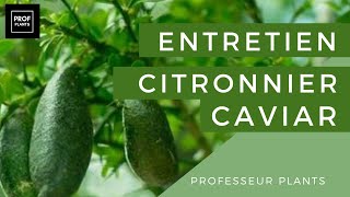 COMMENT CULTIVER LE CITRON CAVIAR [upl. by Matheson]