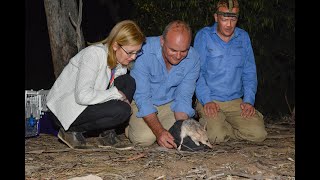 Bilbies make historic return to the Pilliga [upl. by Ecinad246]