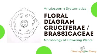 Cruciferae or Brassicaceae Floral Diagram I Morphology of Flowering Plants [upl. by Philippine]