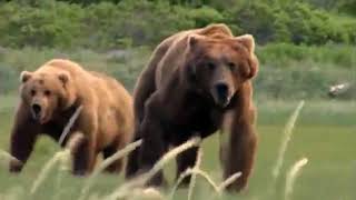 Grizzly man movie trailerإعلان لفيلم جريزلى مان [upl. by Annirac444]