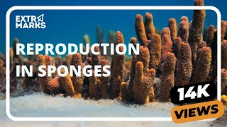 Do You Know  Reproduction in Sponges  Biology [upl. by Urina]