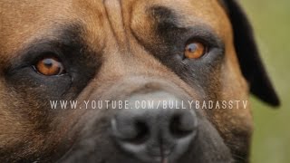 BOERBOEL A MASTIFF DOG BRED TO DO BATTLE WITH AFRICAN LIONS [upl. by Ethelstan988]